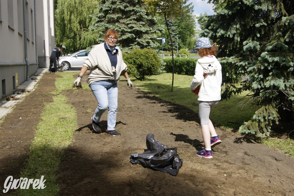 Przed liceum zasiali łąkę kwietną