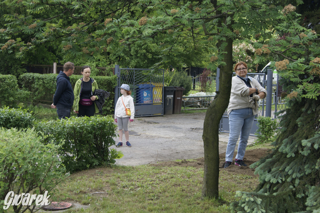 Przed liceum zasiali łąkę kwietną