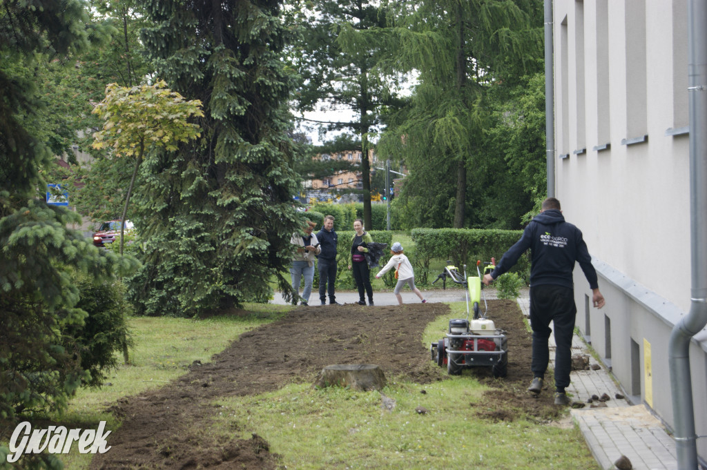 Przed liceum zasiali łąkę kwietną