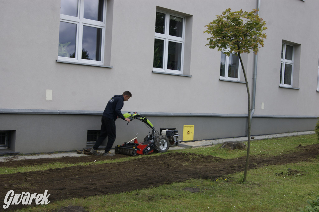 Przed liceum zasiali łąkę kwietną