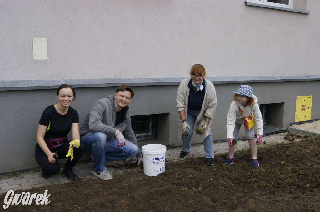 Przed liceum zasiali łąkę kwietną