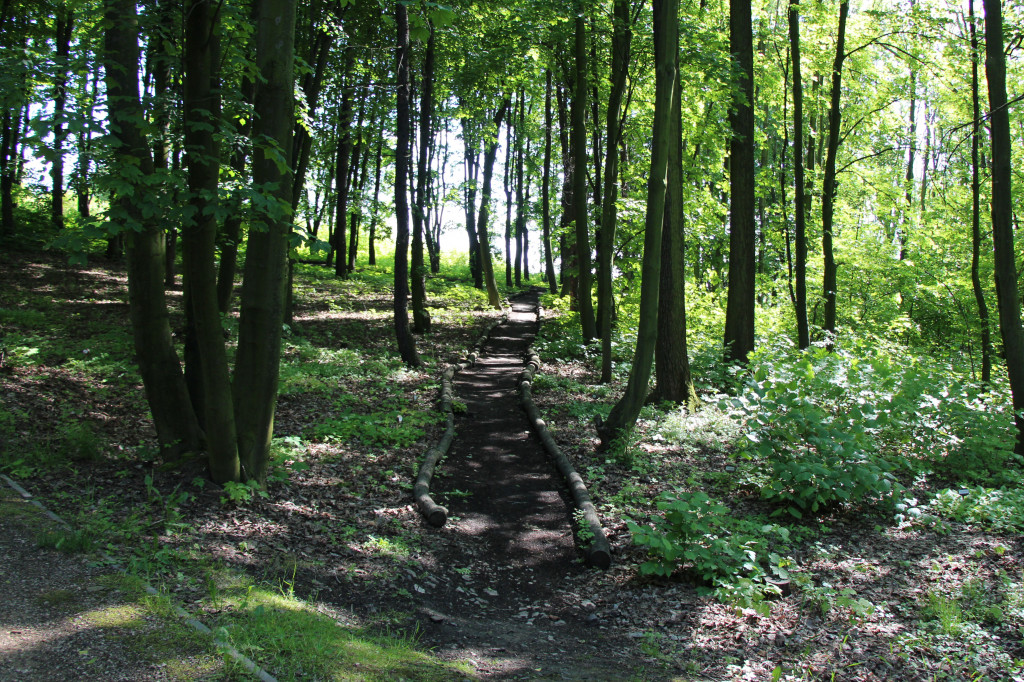 Zieleń, ciekawe rośliny i dużo ścieżek