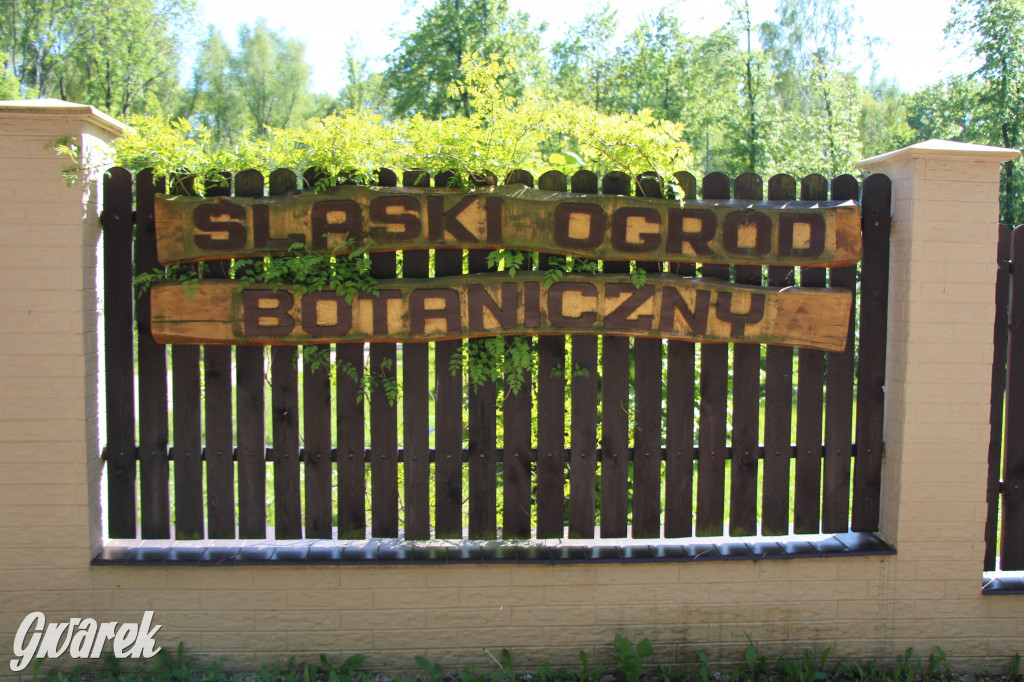 Zieleń, ciekawe rośliny i dużo ścieżek