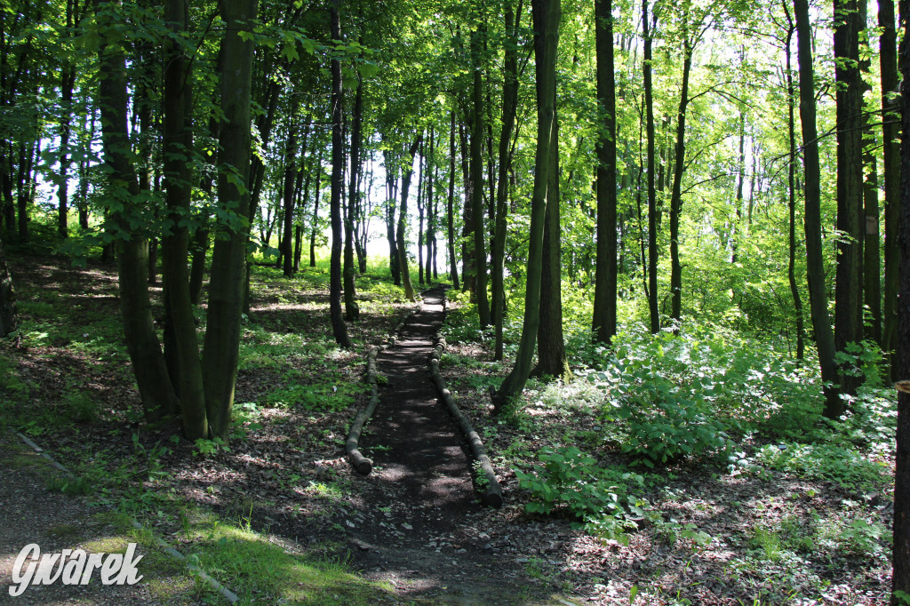 Zieleń, ciekawe rośliny i dużo ścieżek