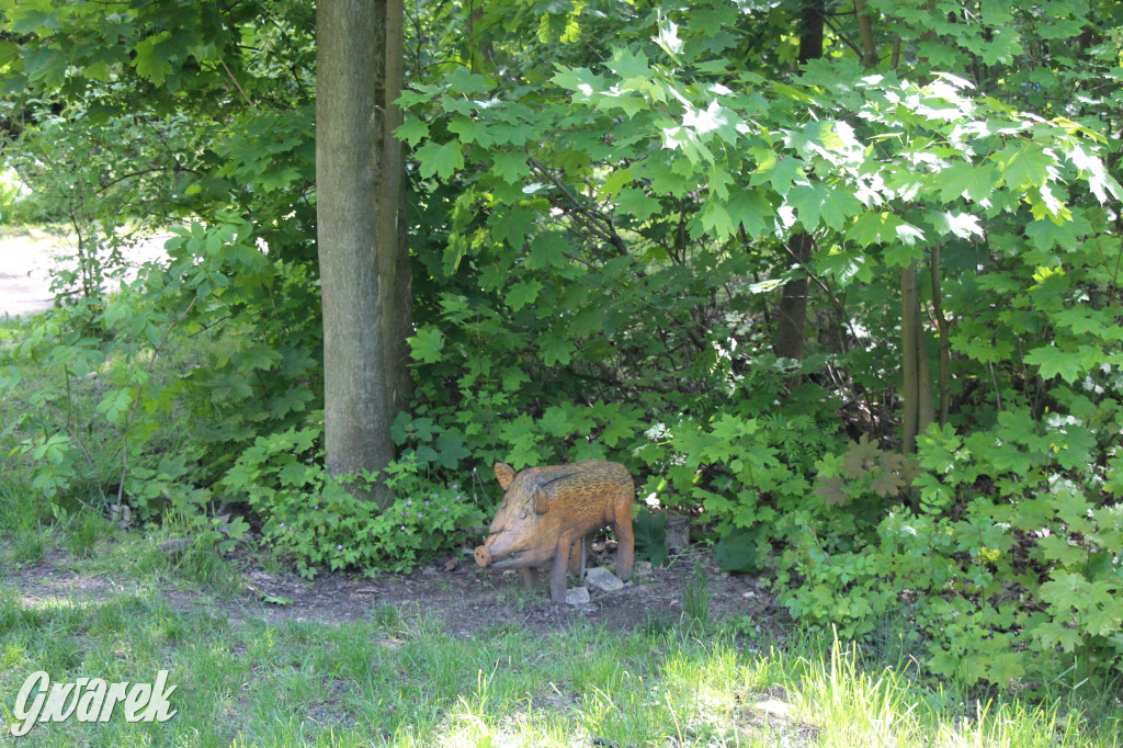 Zieleń, ciekawe rośliny i dużo ścieżek