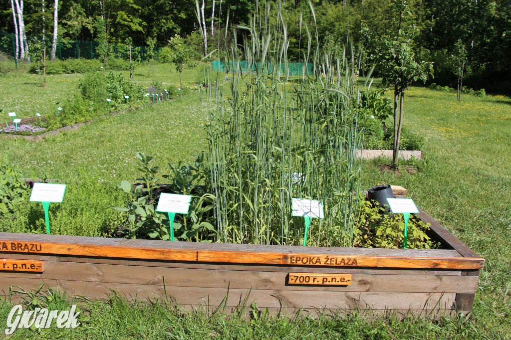 Zieleń, ciekawe rośliny i dużo ścieżek