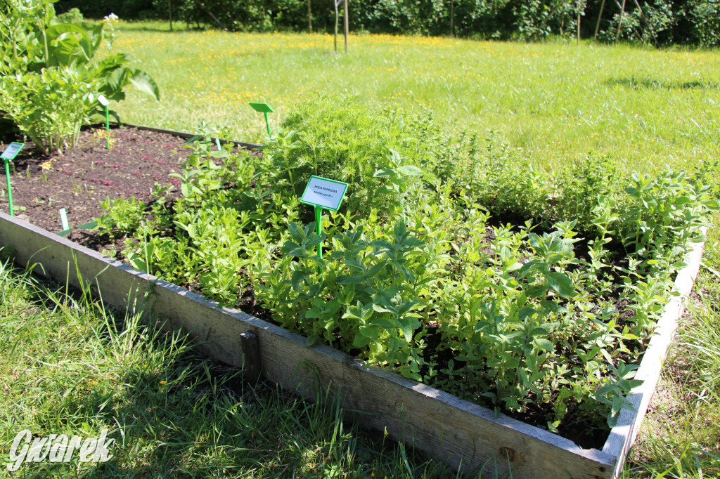 Zieleń, ciekawe rośliny i dużo ścieżek