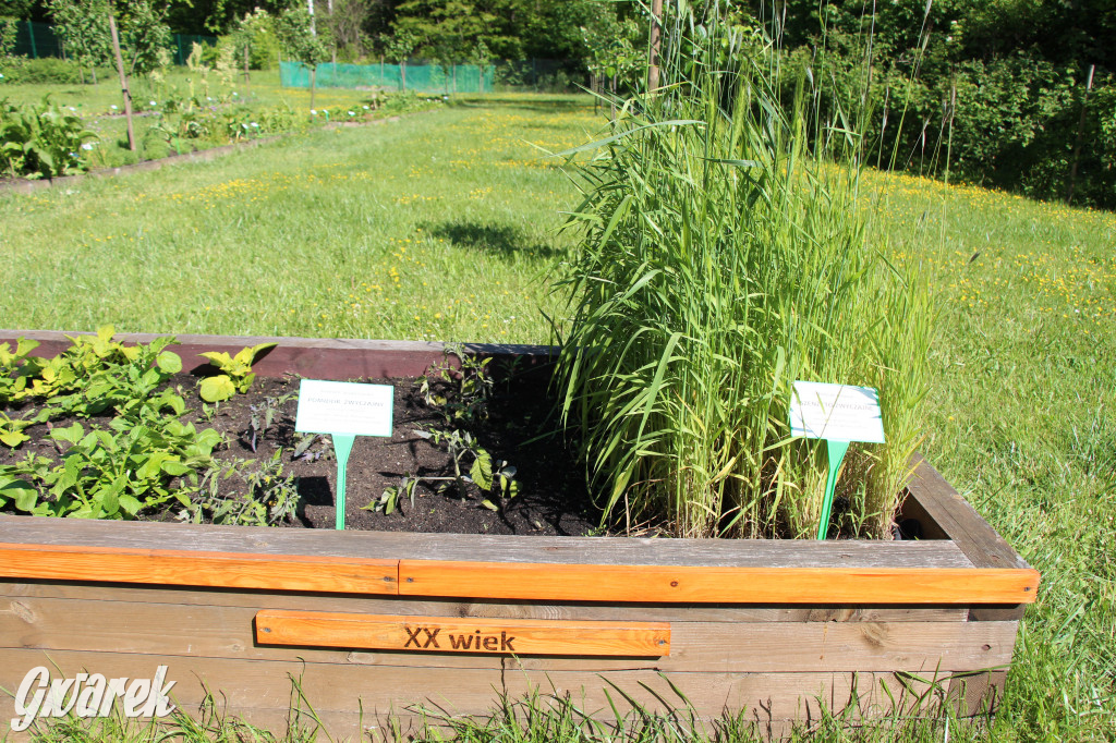Zieleń, ciekawe rośliny i dużo ścieżek