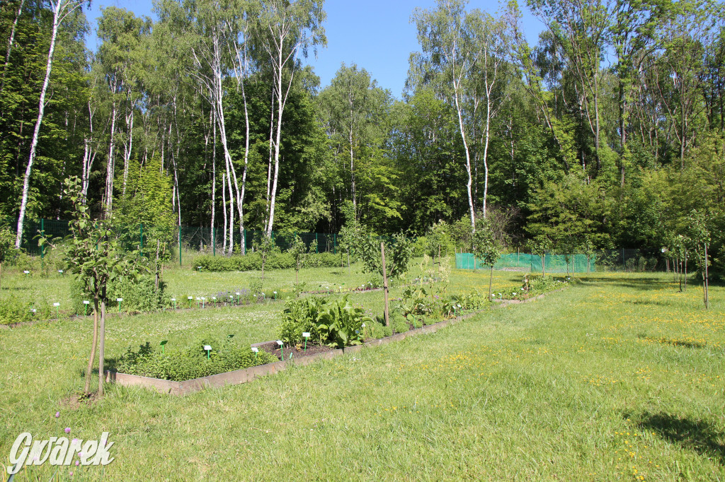 Zieleń, ciekawe rośliny i dużo ścieżek