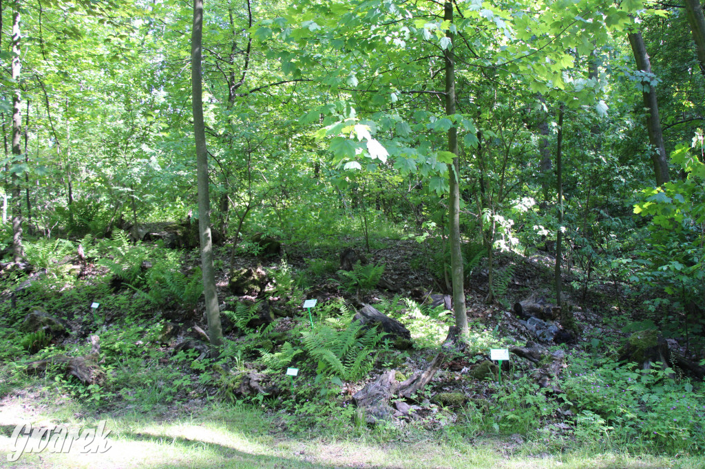 Zieleń, ciekawe rośliny i dużo ścieżek