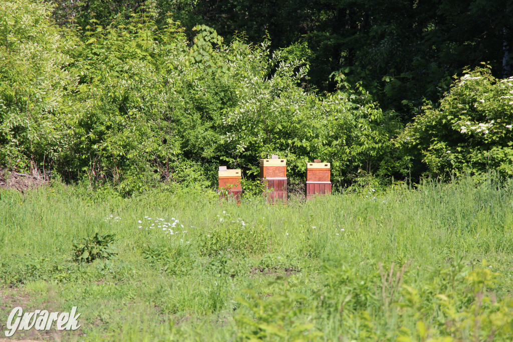 Zieleń, ciekawe rośliny i dużo ścieżek
