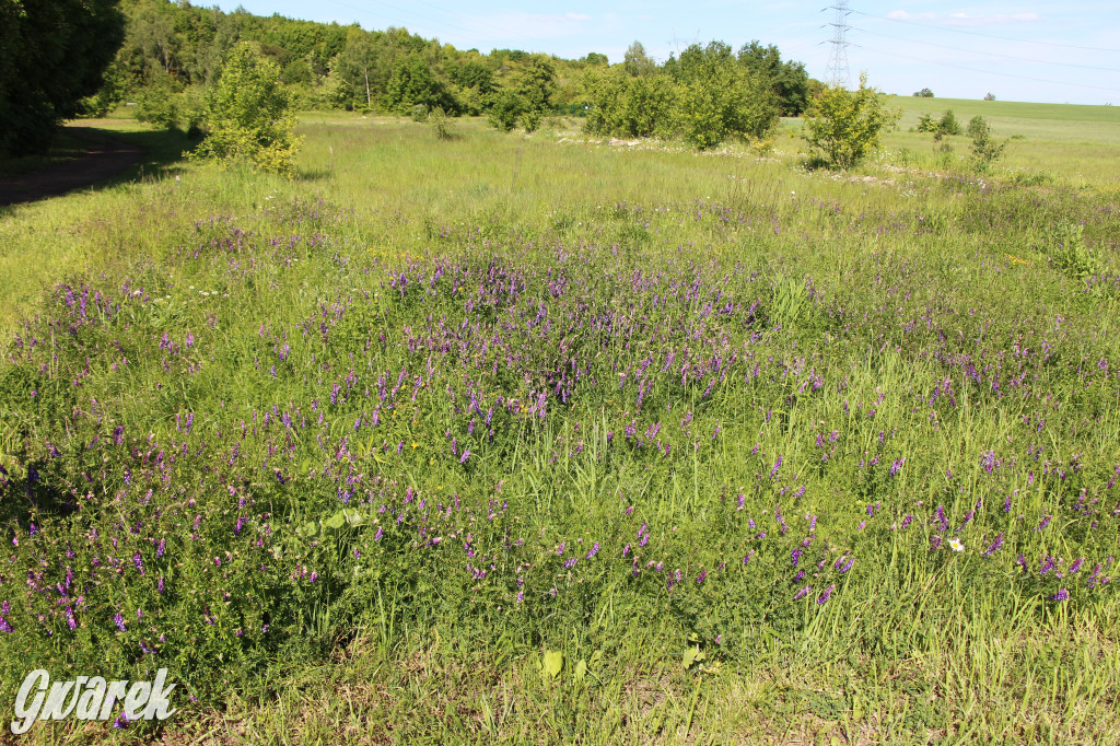 Zieleń, ciekawe rośliny i dużo ścieżek