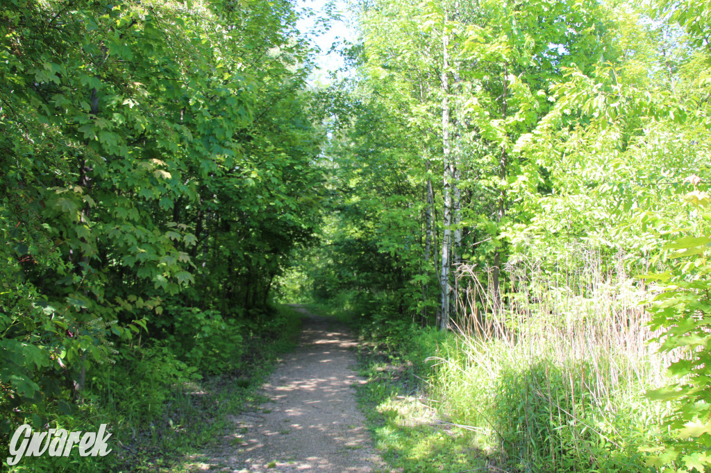 Zieleń, ciekawe rośliny i dużo ścieżek