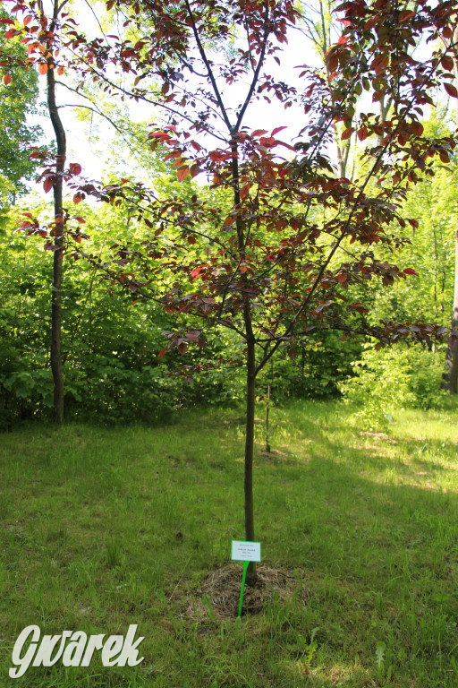 Zieleń, ciekawe rośliny i dużo ścieżek