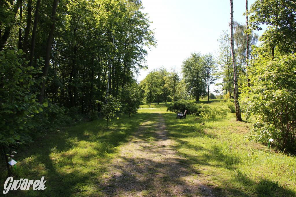 Zieleń, ciekawe rośliny i dużo ścieżek