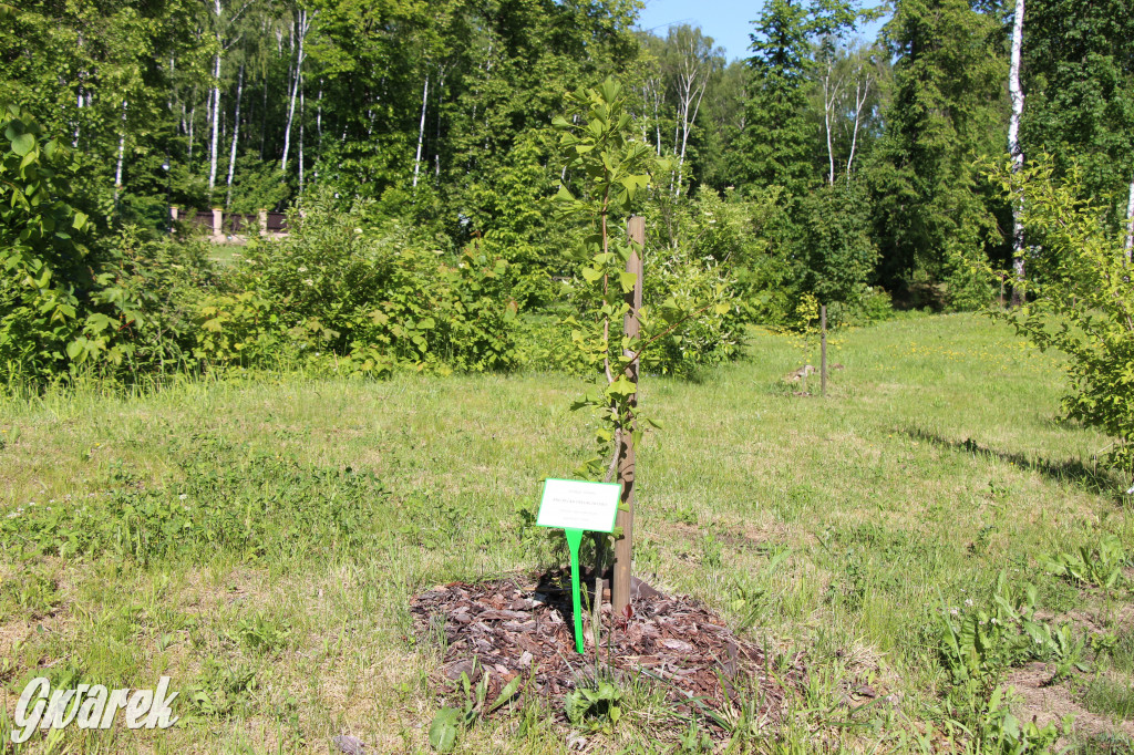 Zieleń, ciekawe rośliny i dużo ścieżek