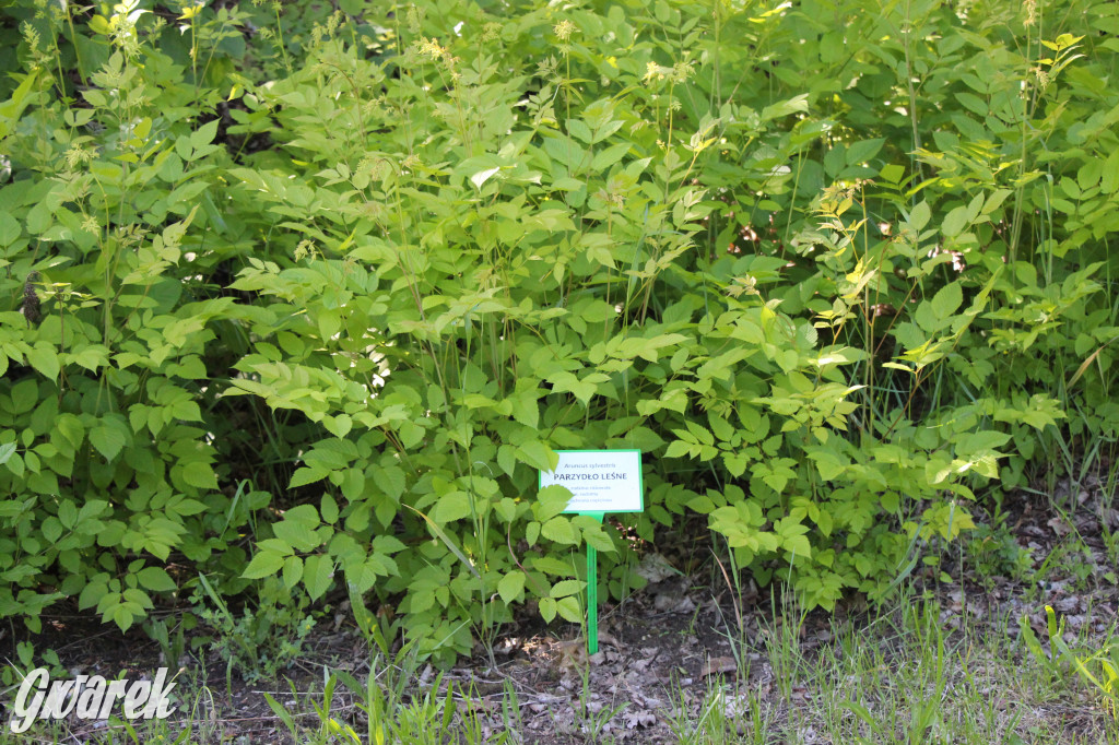 Zieleń, ciekawe rośliny i dużo ścieżek