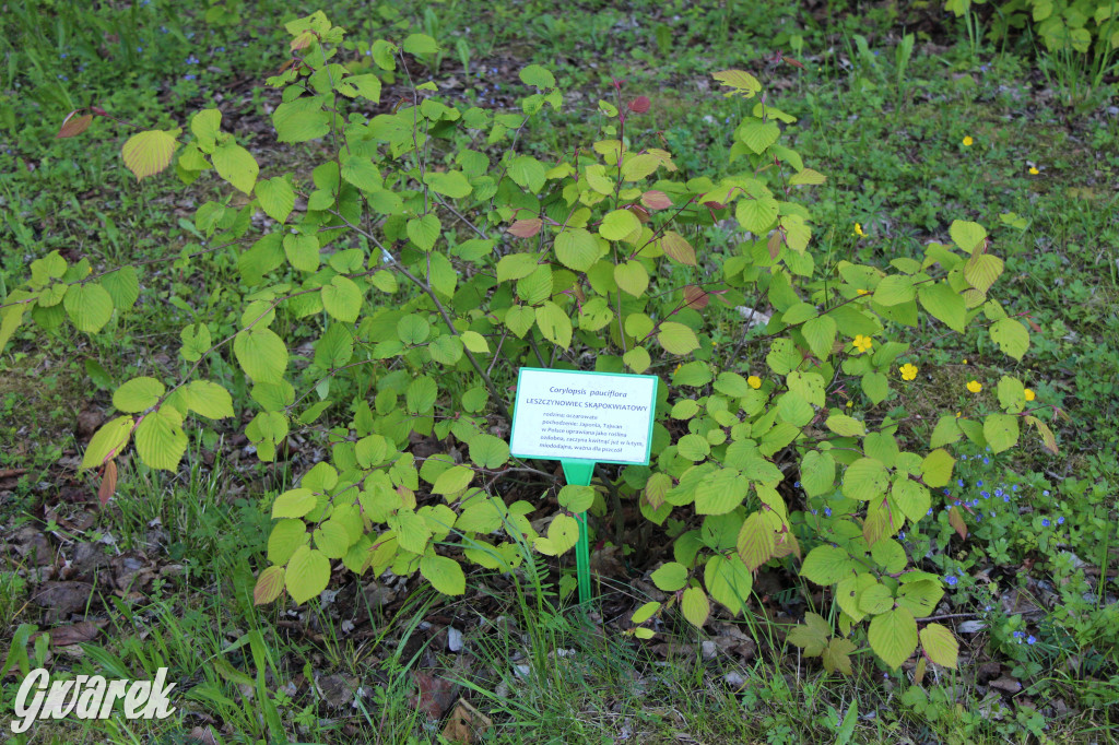 Zieleń, ciekawe rośliny i dużo ścieżek
