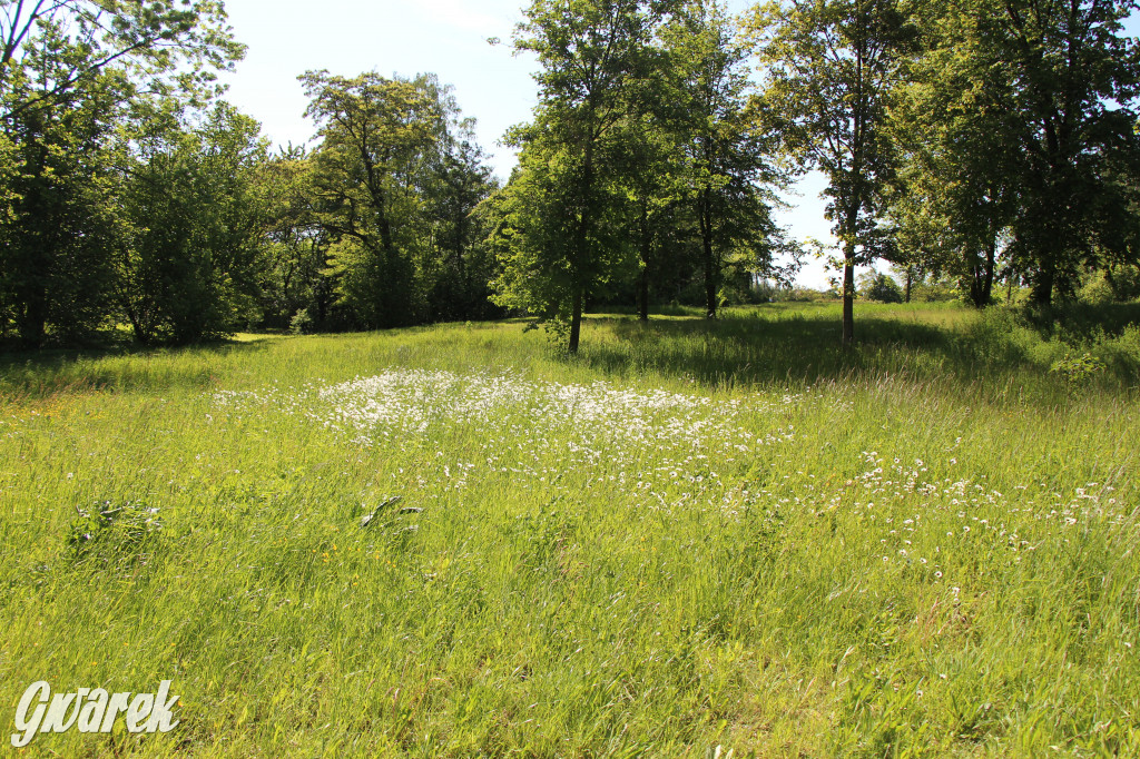 Zieleń, ciekawe rośliny i dużo ścieżek