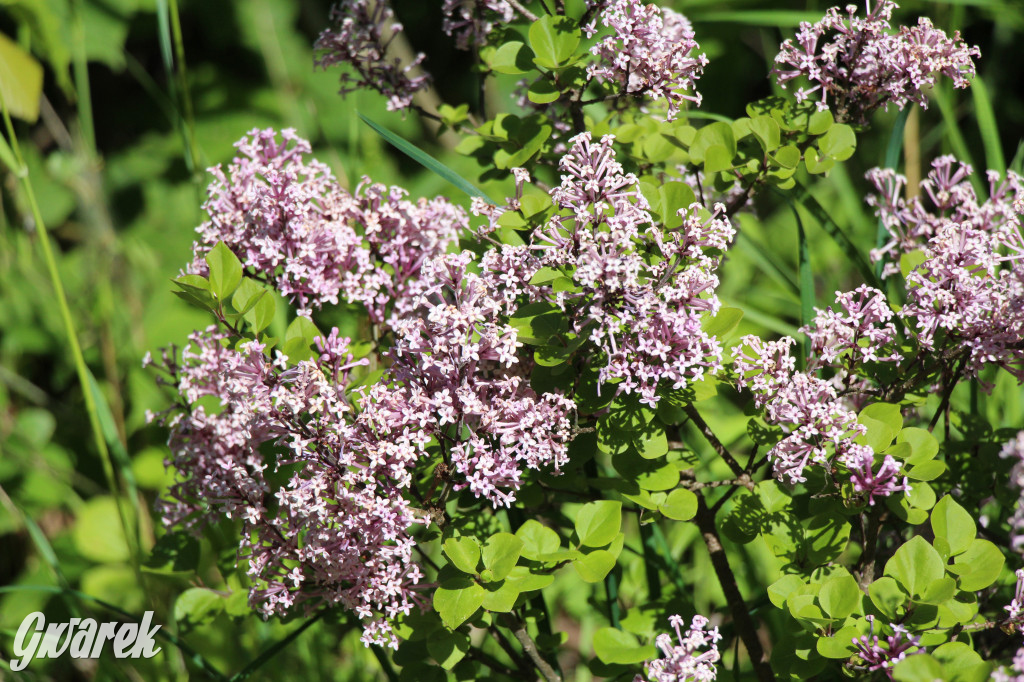 Zieleń, ciekawe rośliny i dużo ścieżek