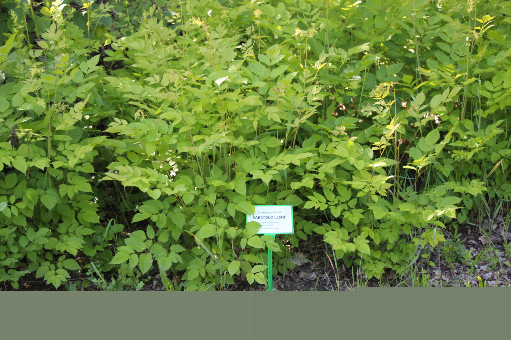 Zieleń, ciekawe rośliny i dużo ścieżek