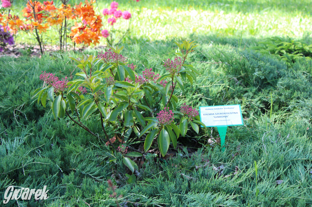 Zieleń, ciekawe rośliny i dużo ścieżek