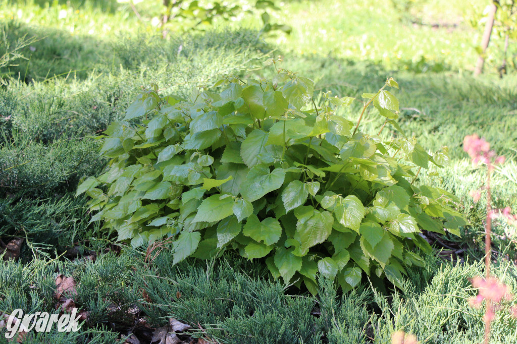 Zieleń, ciekawe rośliny i dużo ścieżek
