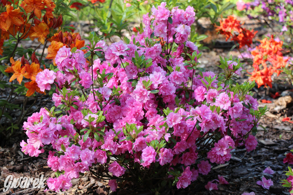 Zieleń, ciekawe rośliny i dużo ścieżek