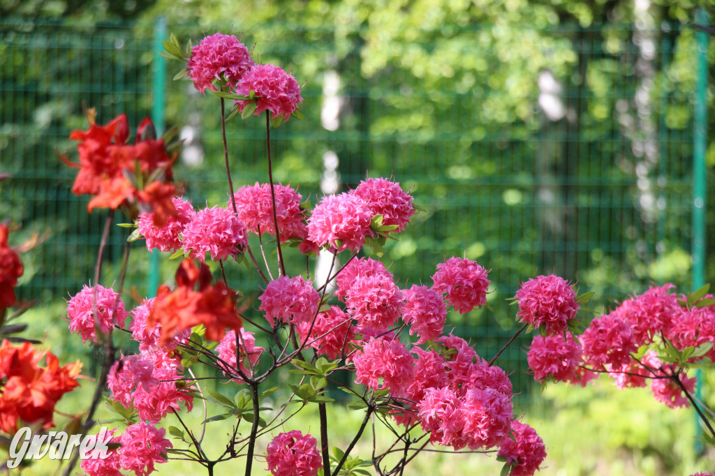 Zieleń, ciekawe rośliny i dużo ścieżek