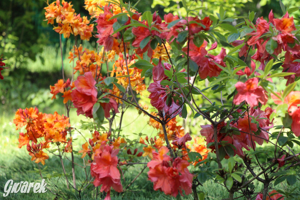 Zieleń, ciekawe rośliny i dużo ścieżek