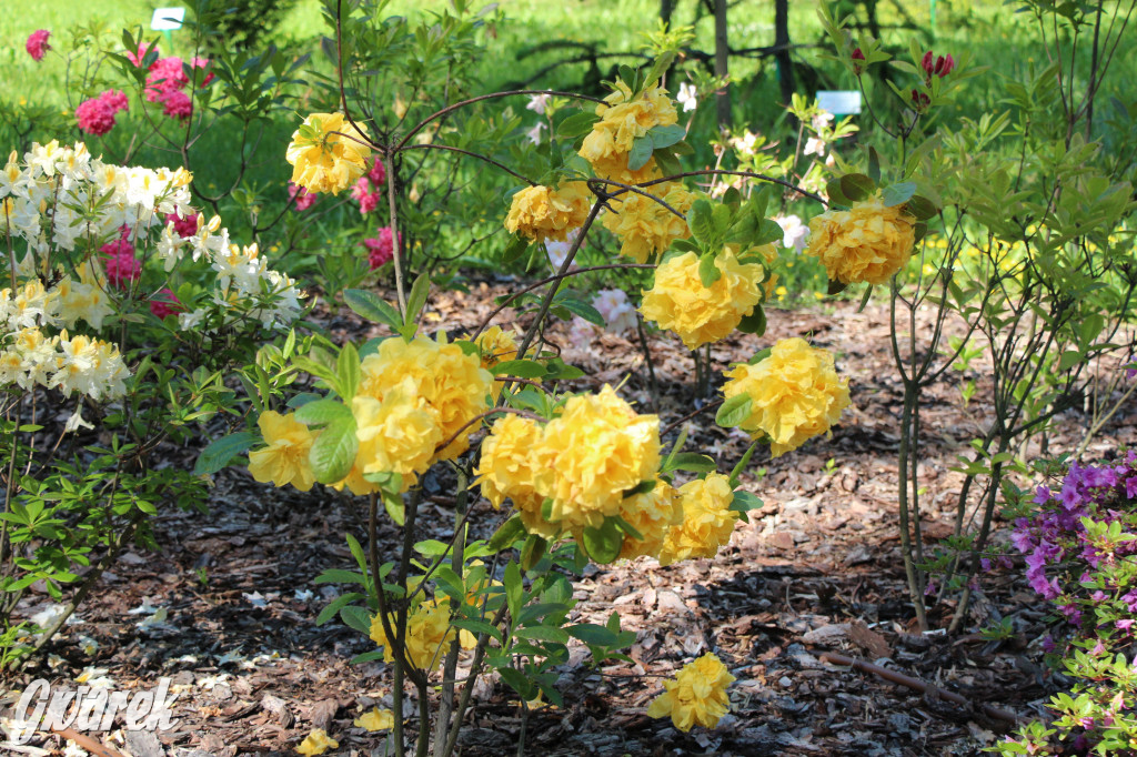 Zieleń, ciekawe rośliny i dużo ścieżek