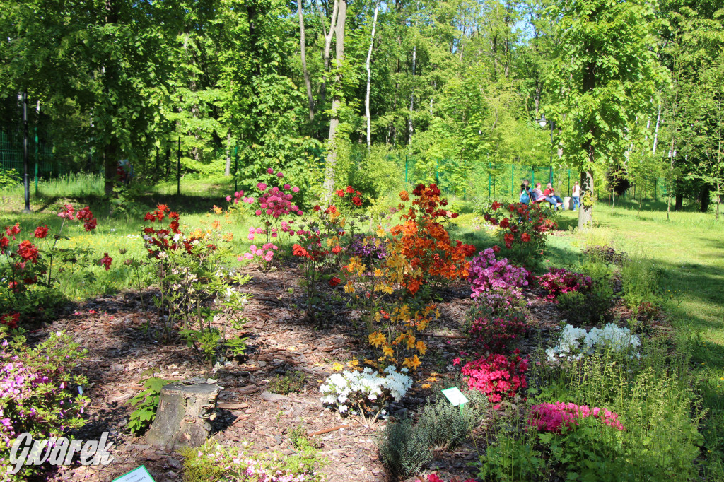 Zieleń, ciekawe rośliny i dużo ścieżek