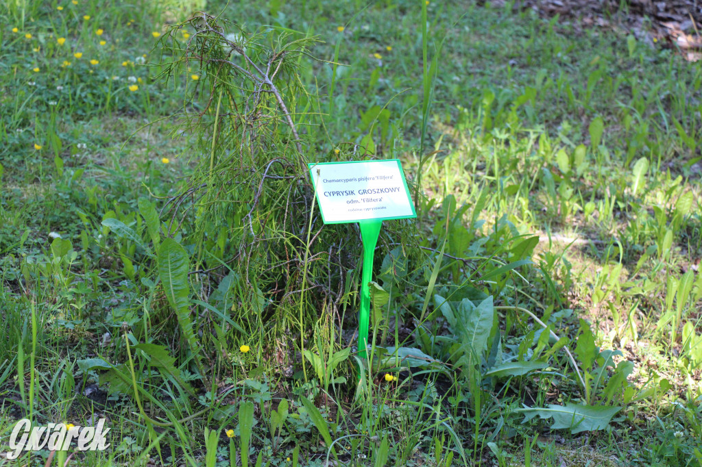 Zieleń, ciekawe rośliny i dużo ścieżek