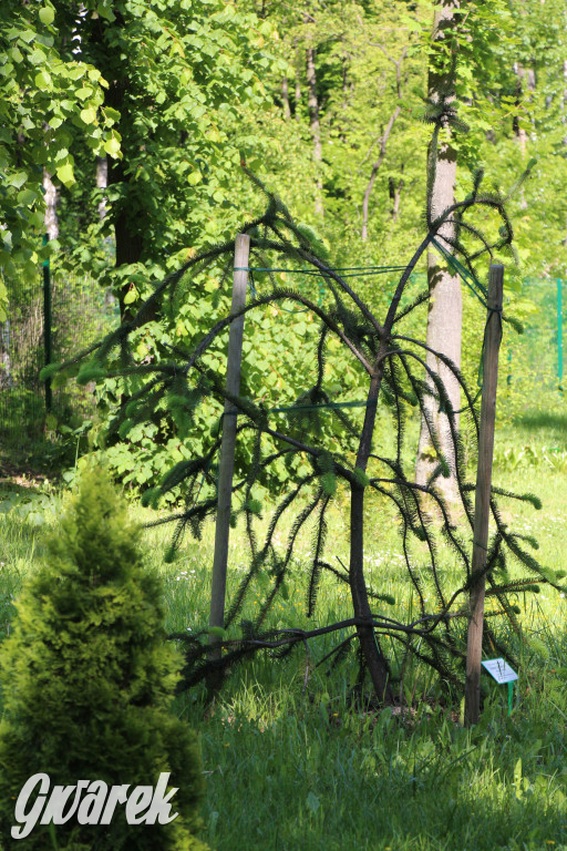 Zieleń, ciekawe rośliny i dużo ścieżek