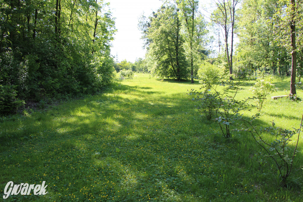 Zieleń, ciekawe rośliny i dużo ścieżek