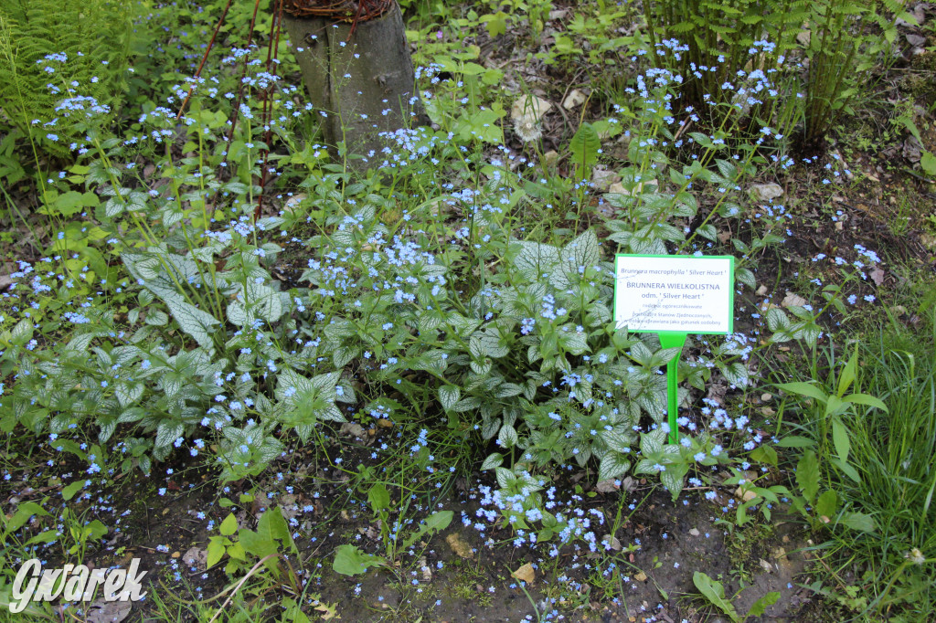 Zieleń, ciekawe rośliny i dużo ścieżek