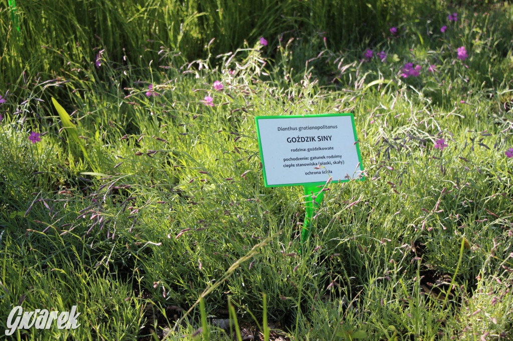 Zieleń, ciekawe rośliny i dużo ścieżek