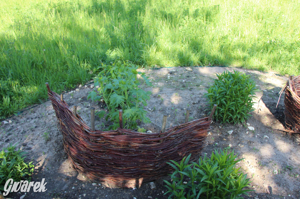 Zieleń, ciekawe rośliny i dużo ścieżek