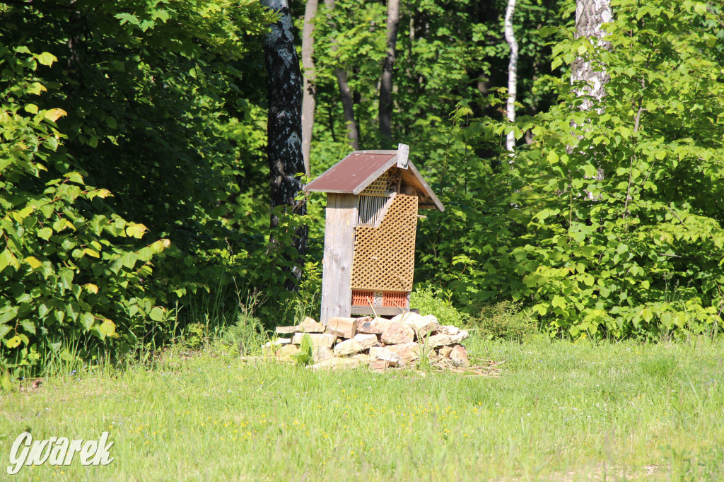 Zieleń, ciekawe rośliny i dużo ścieżek