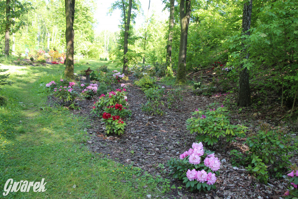 Zieleń, ciekawe rośliny i dużo ścieżek