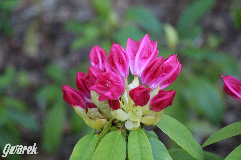 Zieleń, ciekawe rośliny i dużo ścieżek