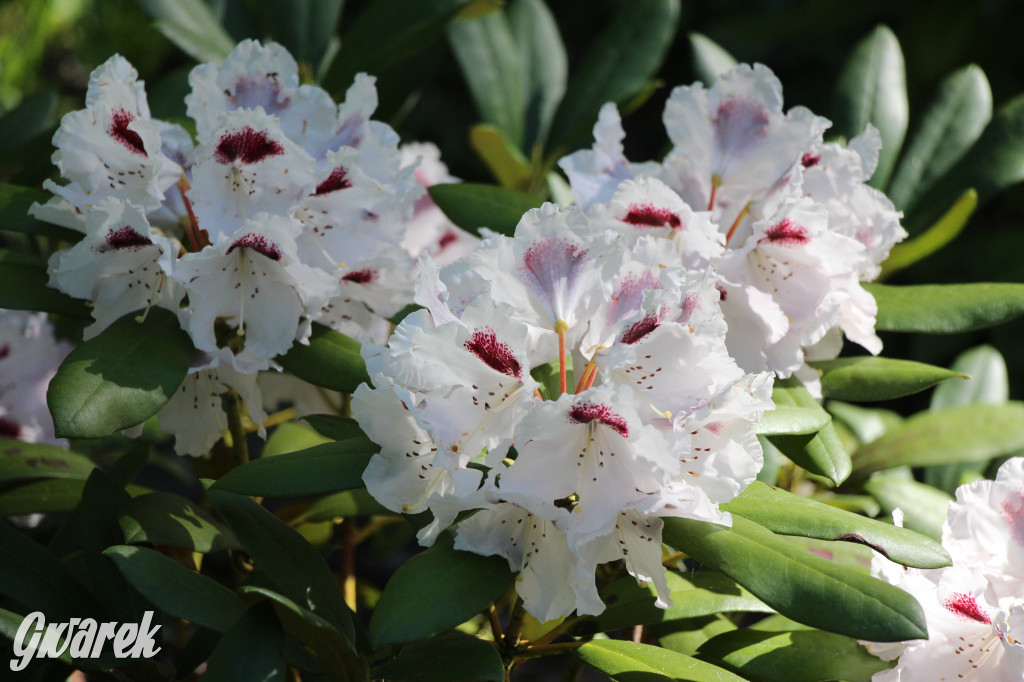 Zieleń, ciekawe rośliny i dużo ścieżek