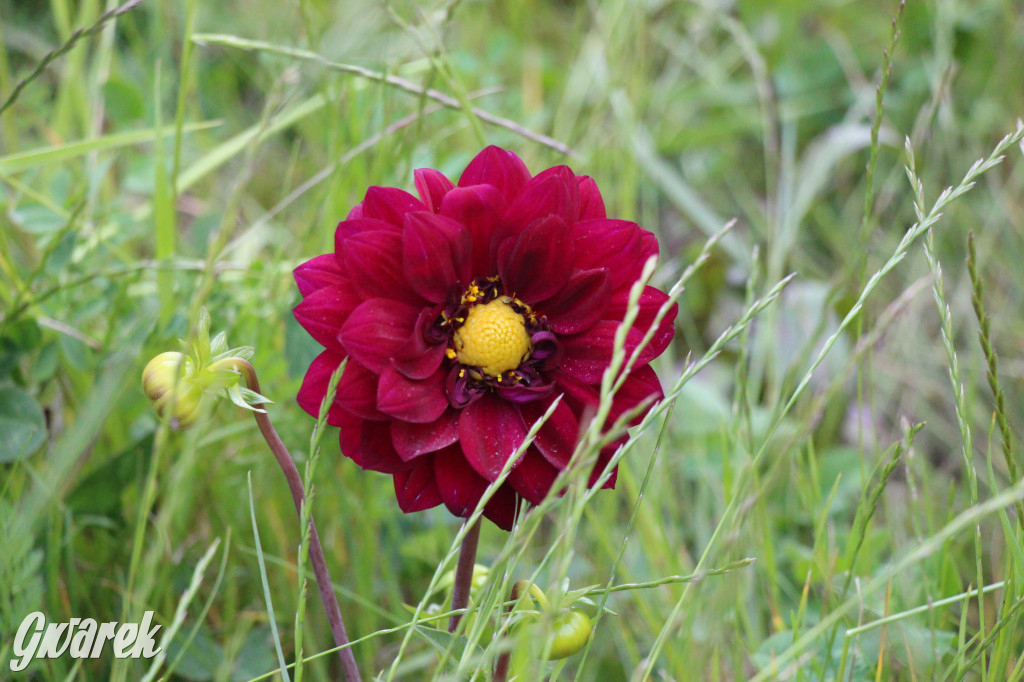 Osada Jana. Hotel dla pszczół i zapylaczy otwarty