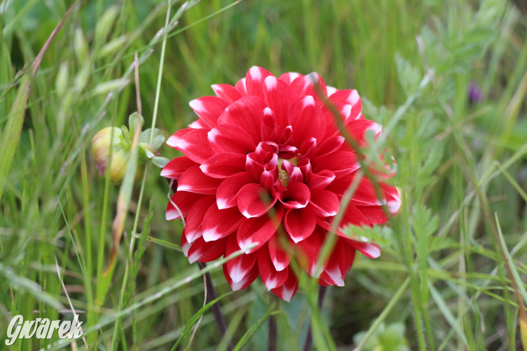 Osada Jana. Hotel dla pszczół i zapylaczy otwarty