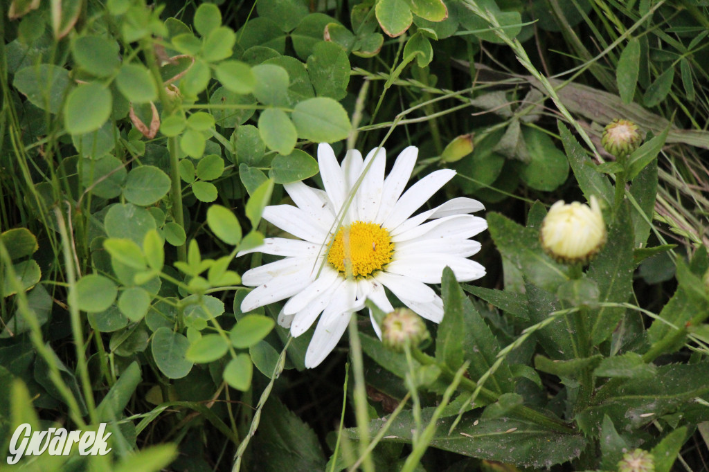 Osada Jana. Hotel dla pszczół i zapylaczy otwarty