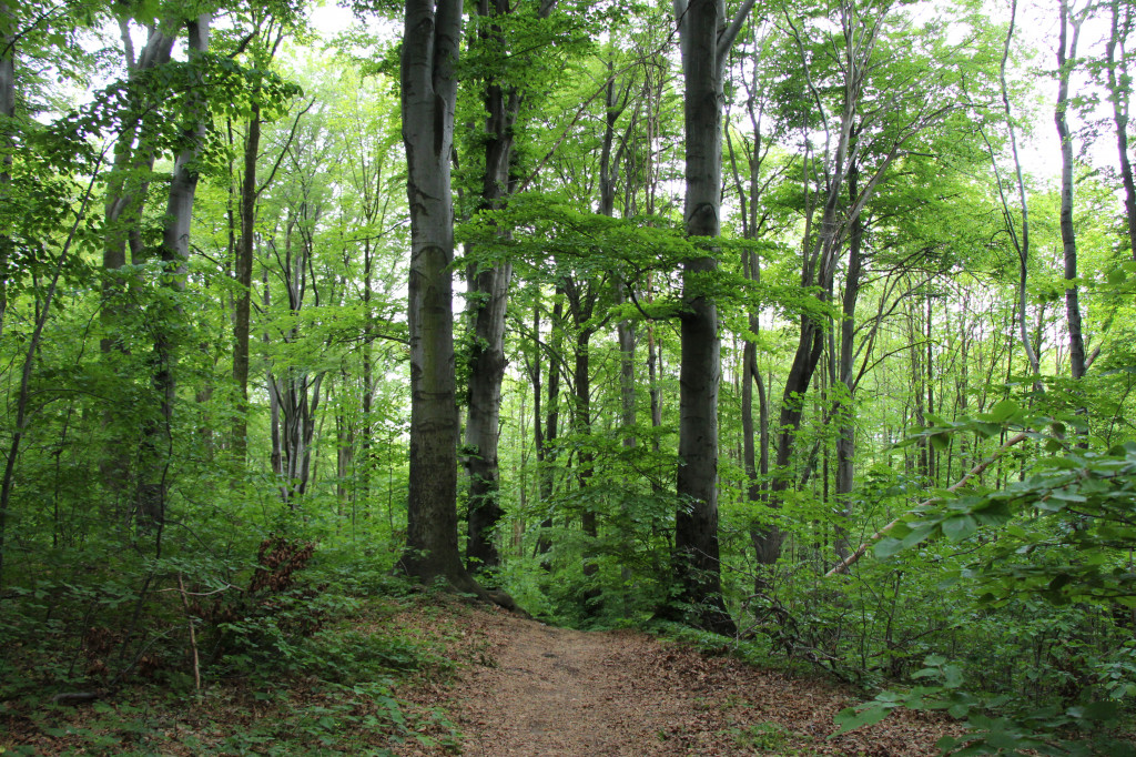 Zapomniany rezerwat: Góra Grojec