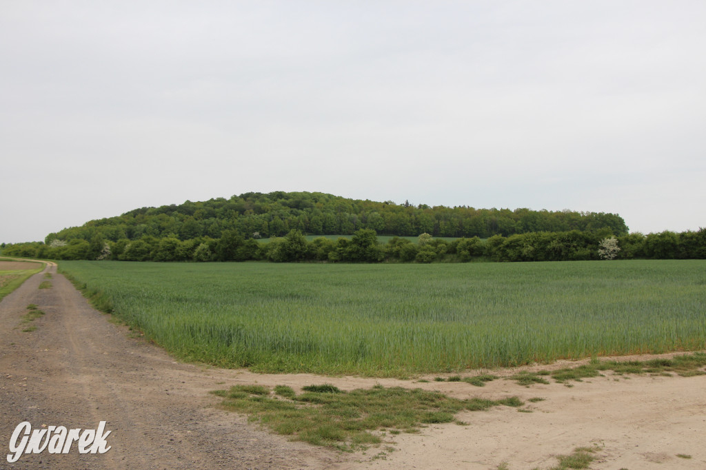 Zapomniany rezerwat: Góra Grojec