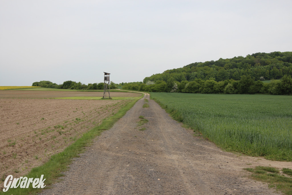 Zapomniany rezerwat: Góra Grojec