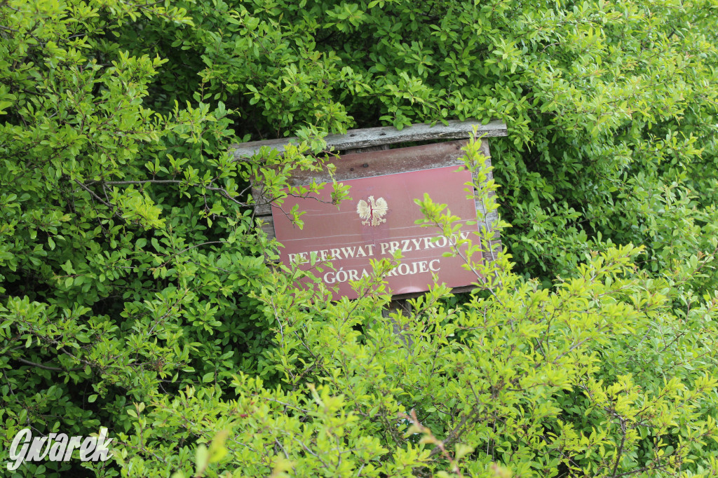 Zapomniany rezerwat: Góra Grojec