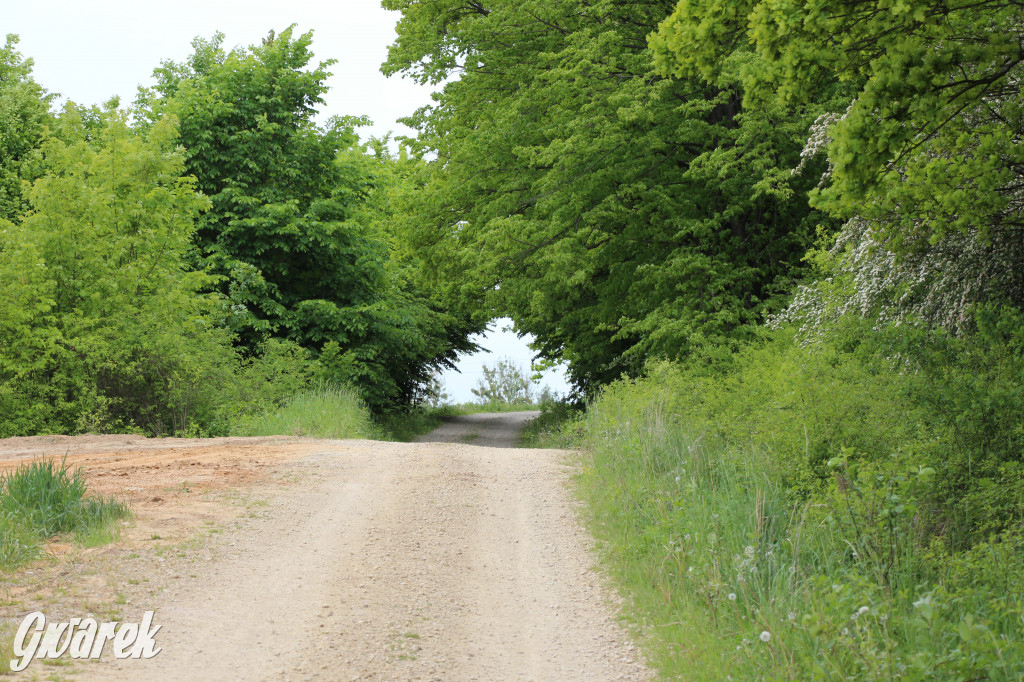 Zapomniany rezerwat: Góra Grojec